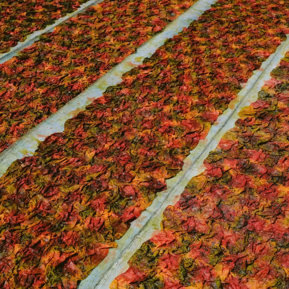 BatikProcess-20_result